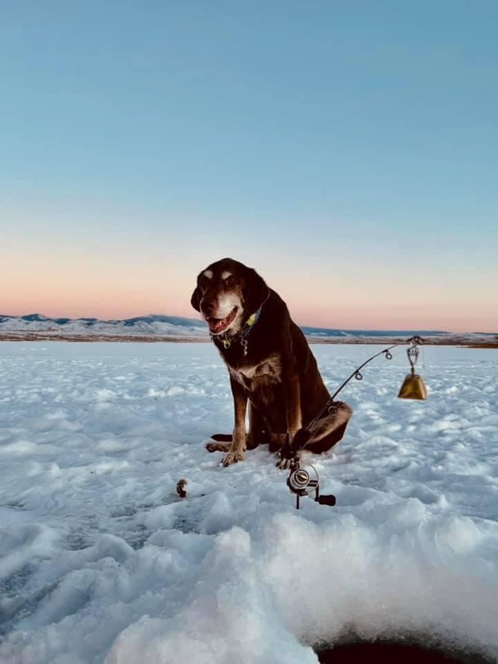 Mans Best Friend